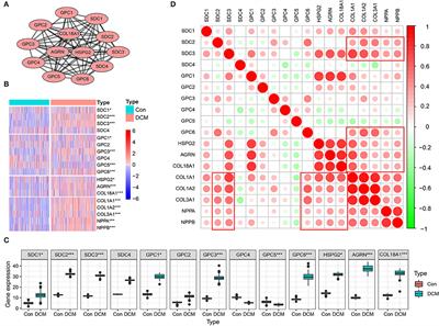 Identification of Heparan Sulfate in Dilated Cardiomyopathy by Integrated Bioinformatics Analysis